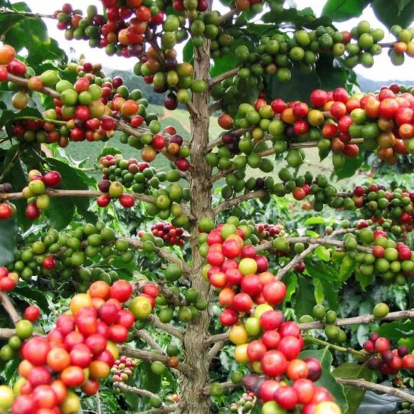 JUICY PASSION FRUIT COLOMBIA