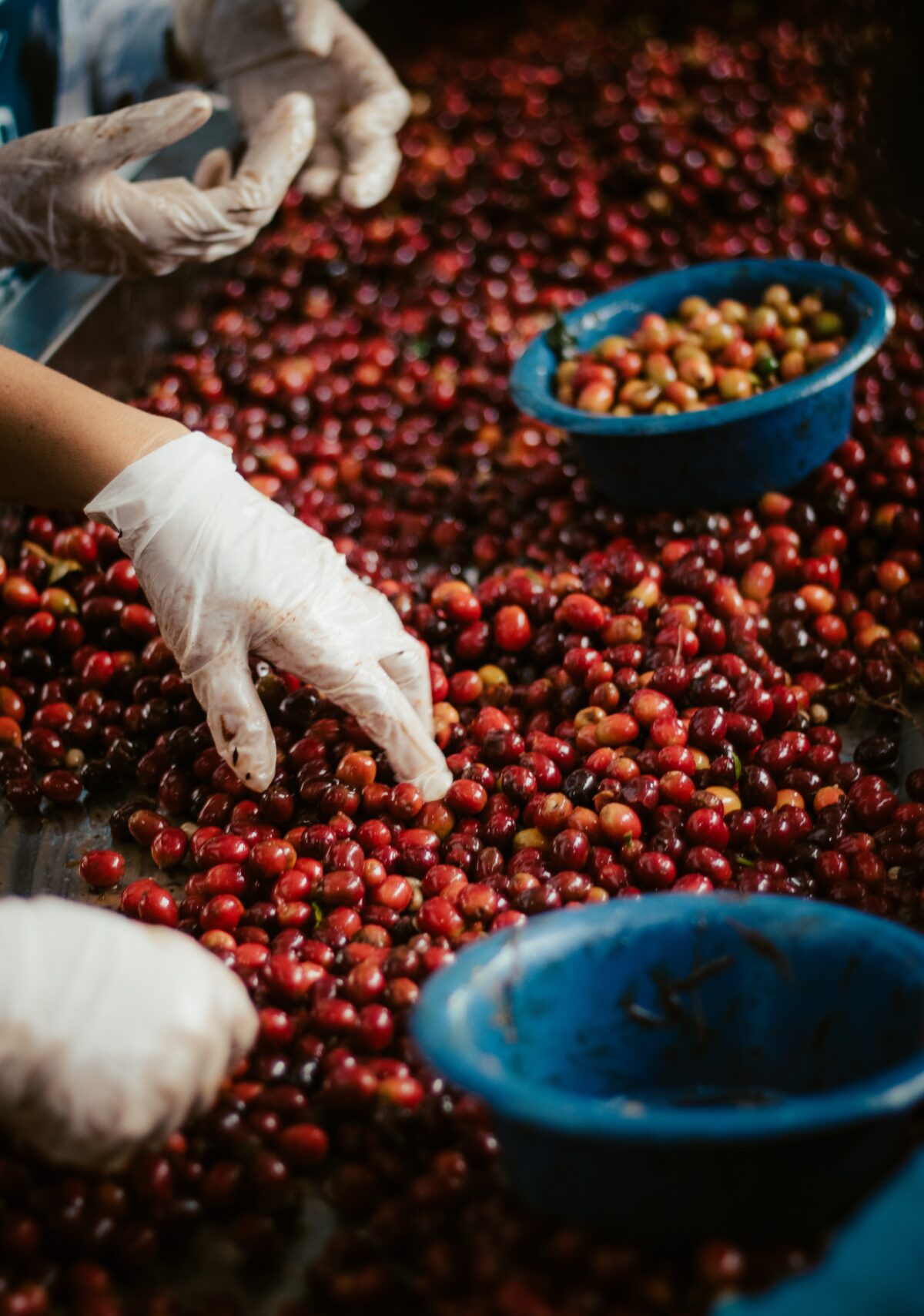 COLOMBIA CHIROSO YENSER 200GR