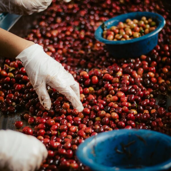 COLOMBIA CHIROSO YENSER 200GR