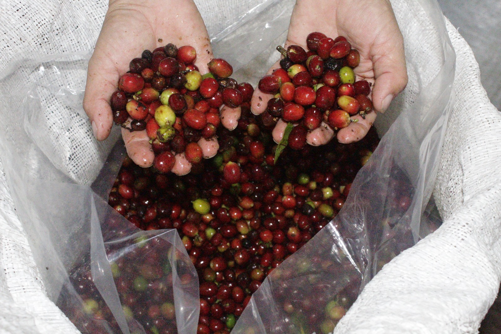 JUICY STRAWBERRY COLOMBIA 200GR - Image 3