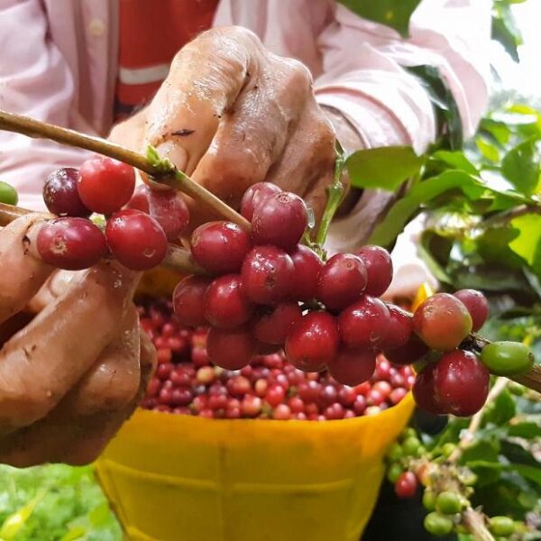 JUICY STRAWBERRY COLOMBIA 200GR