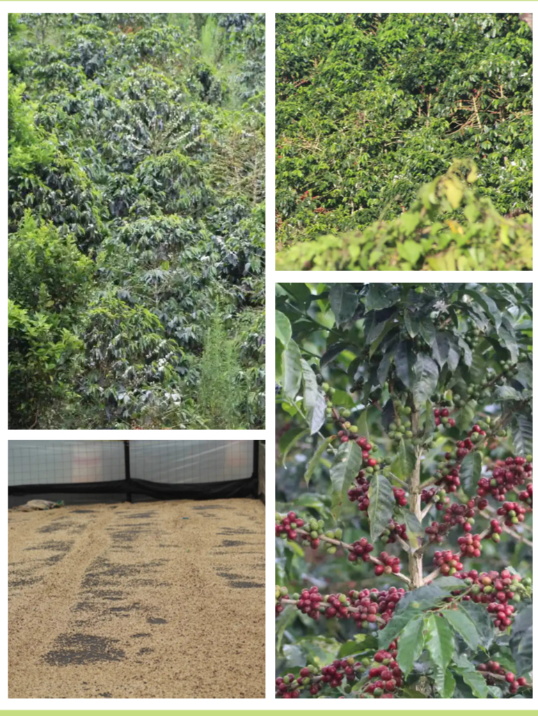 JUICY STRAWBERRY COLOMBIA 200GR - Image 2