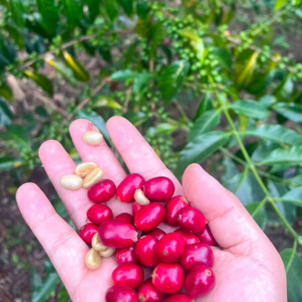 EL DIVISO COLOMBIA