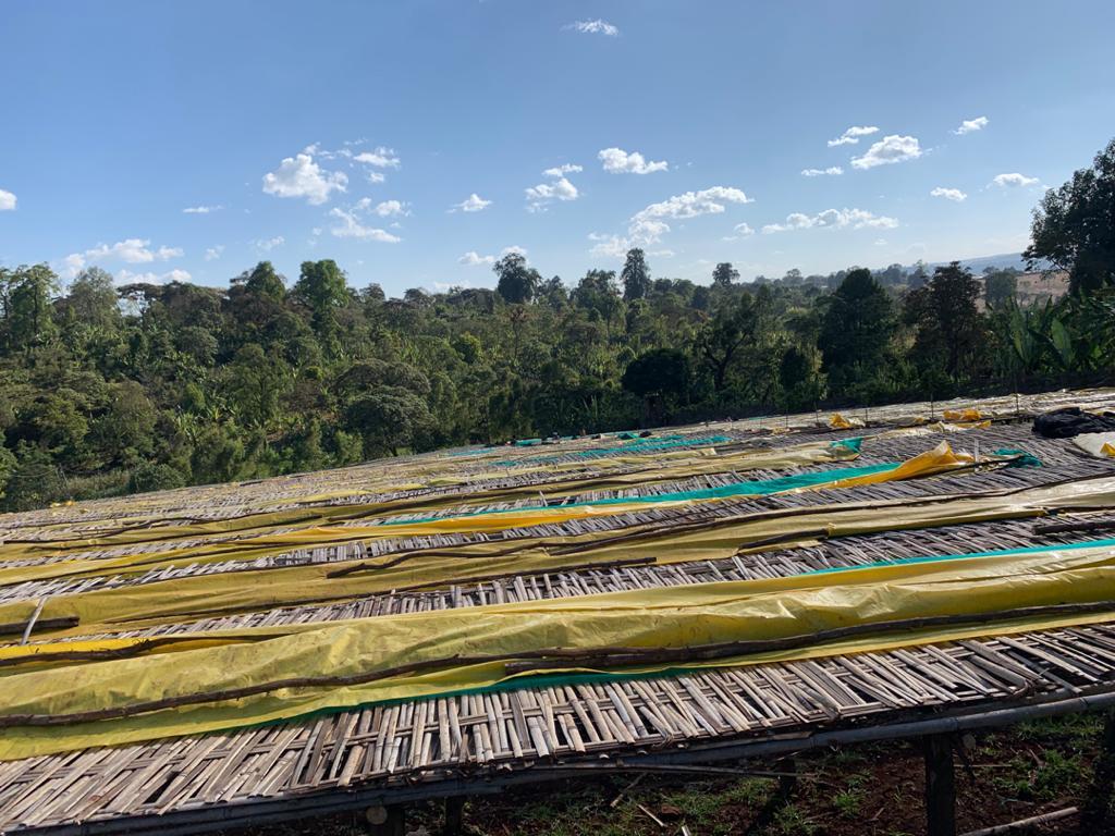 ETHIOPIA MAGARRISA NATURAL 250GR - Image 2