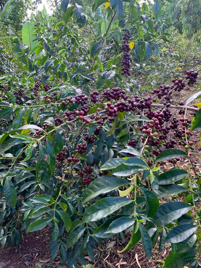 ETHIOPIA MAGARRISA NATURAL 250GR - Image 6