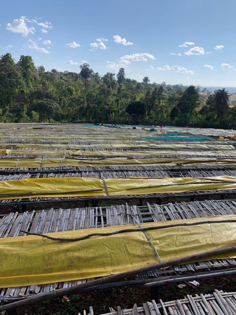 ETHIOPIA MAGARRISA NATURAL 250GR - Image 7