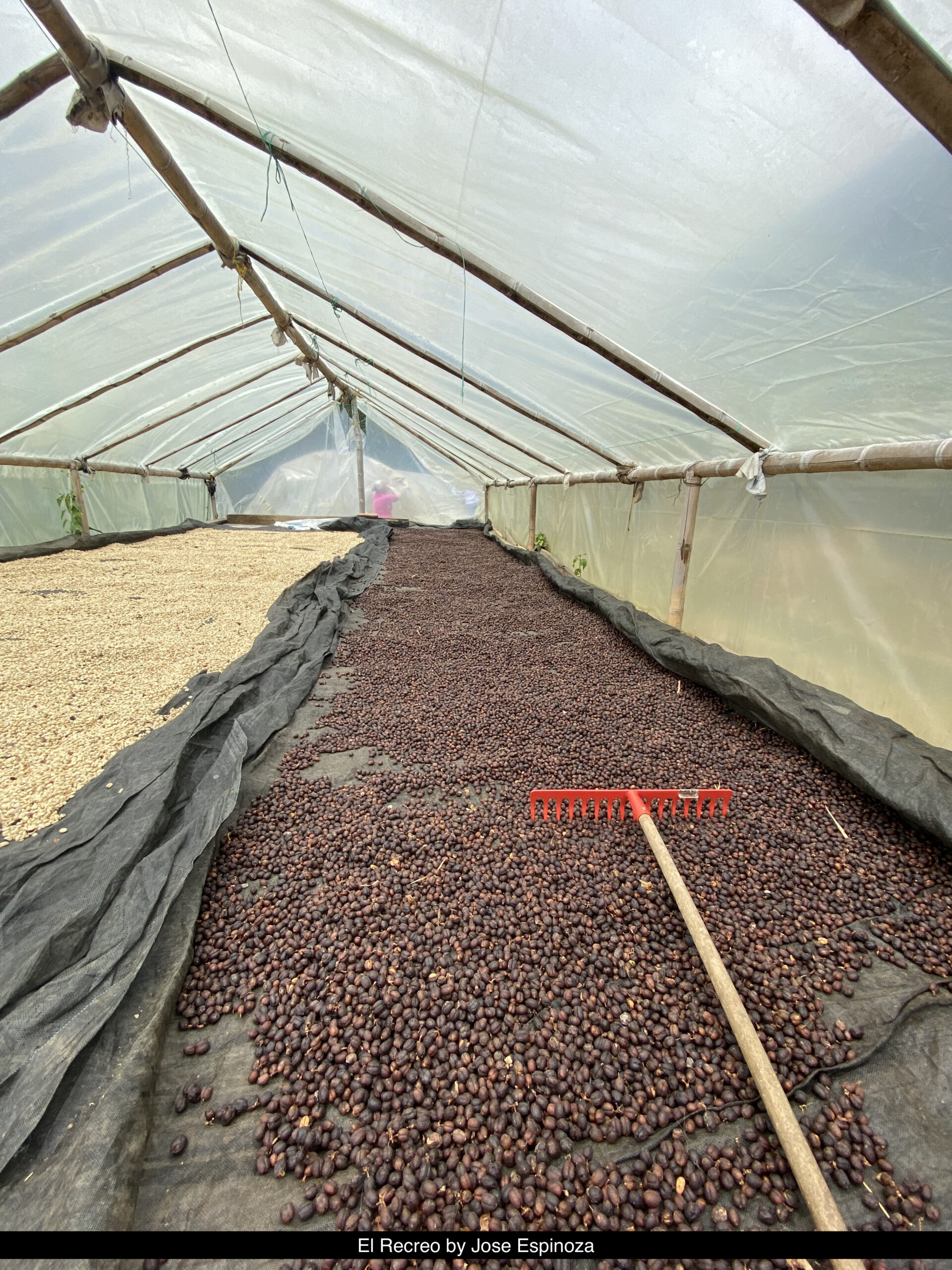 COLOMBIA PRIMAVERA BY RUBEN CORRA 200GR - Image 4