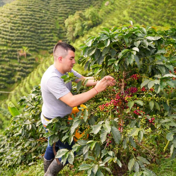 SIDRA LAS FLORES 200GR