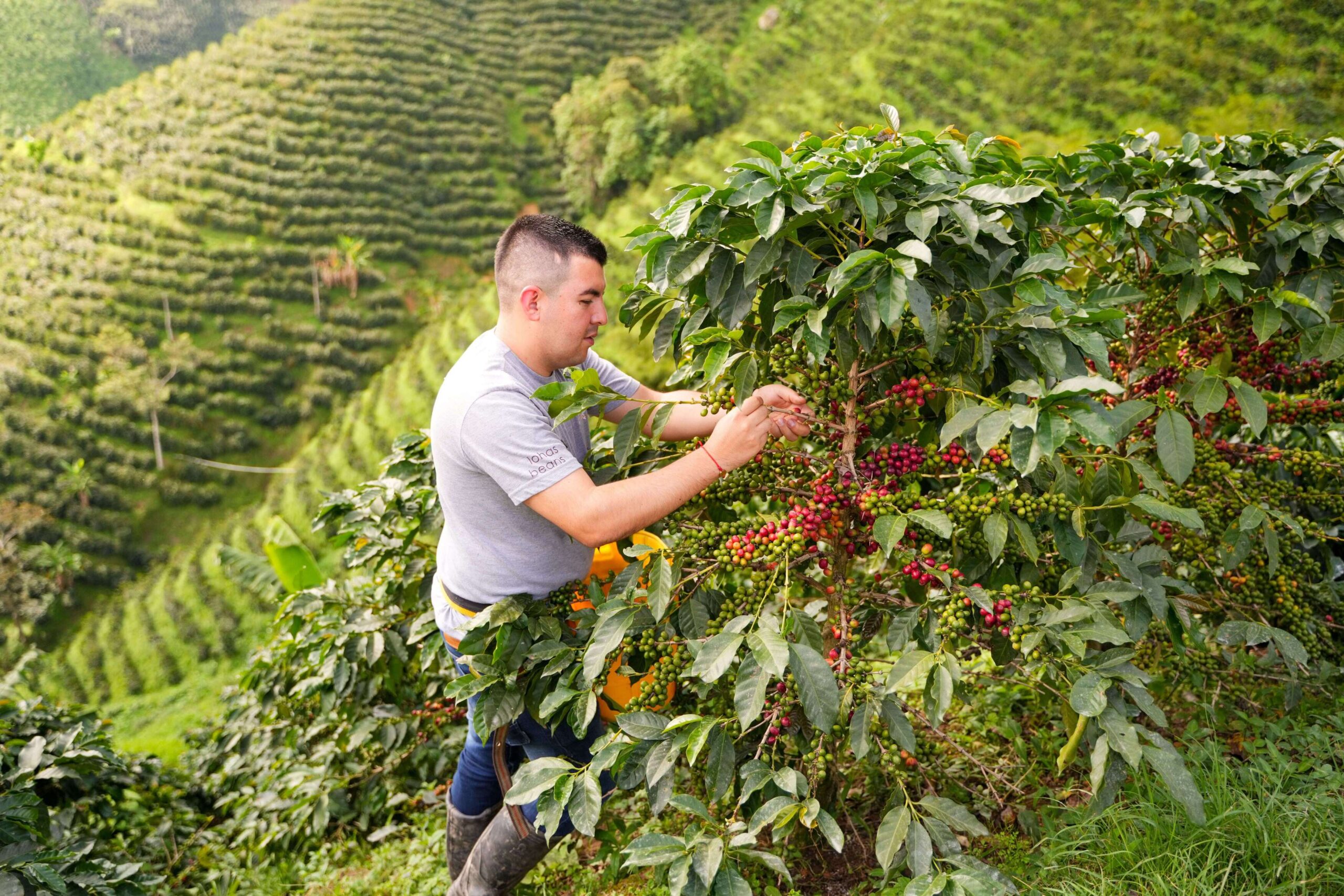 SIDRA LAS FLORES 200GR