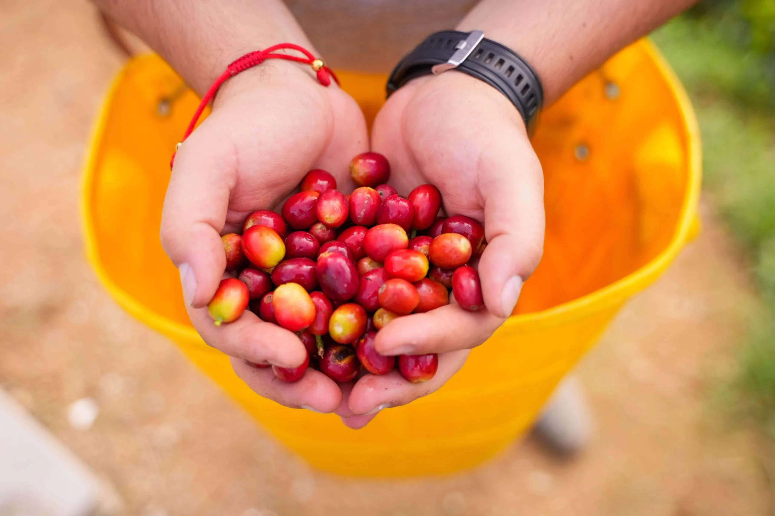 SIDRA LAS FLORES 200GR - Image 3