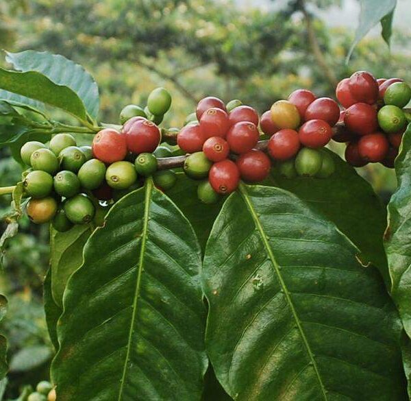 TYPICA MEJORADO 200GR