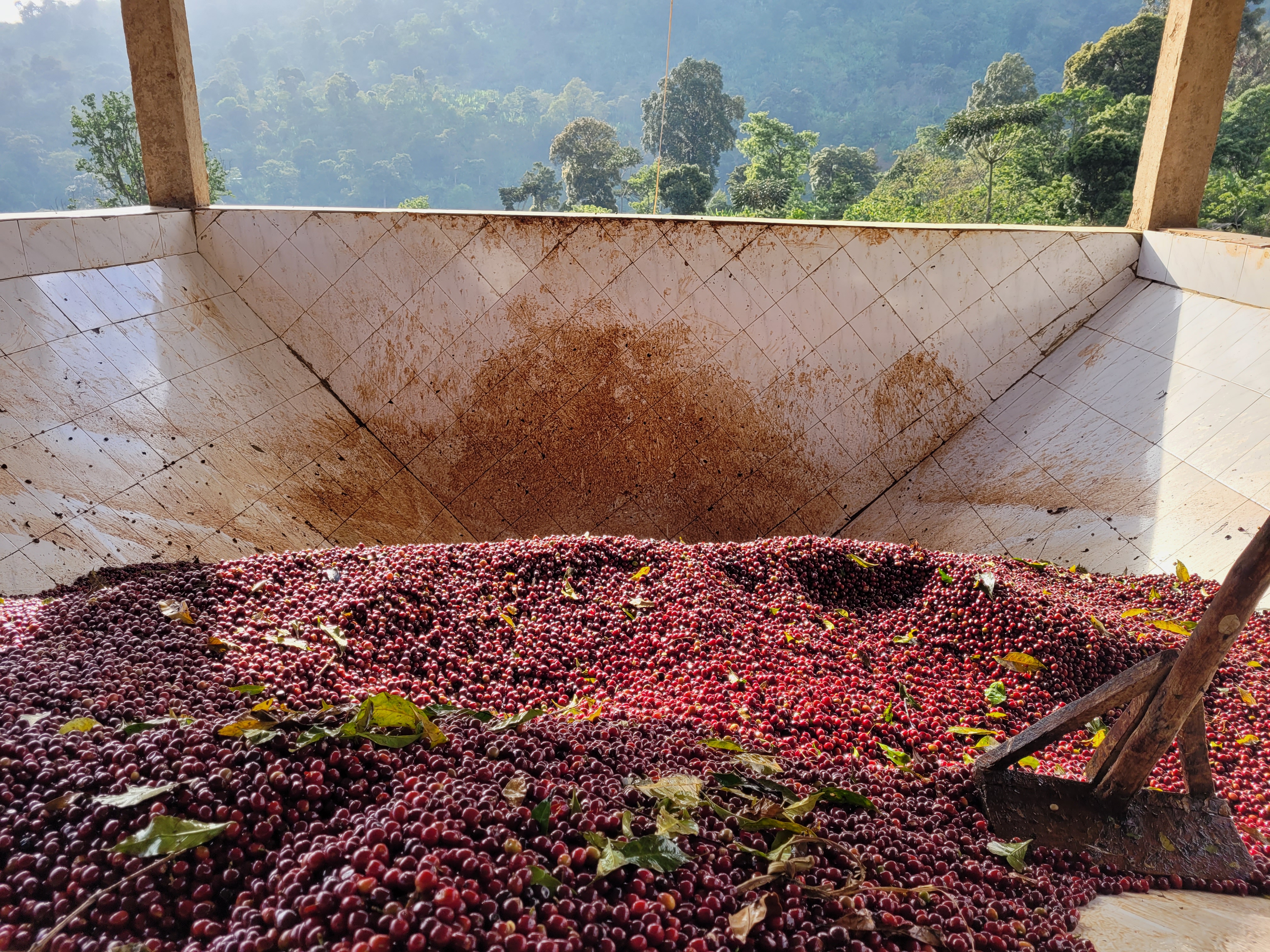 BERRY RITUAL - Image 2
