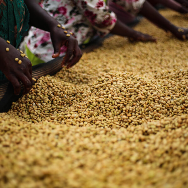 BERRY RITUAL