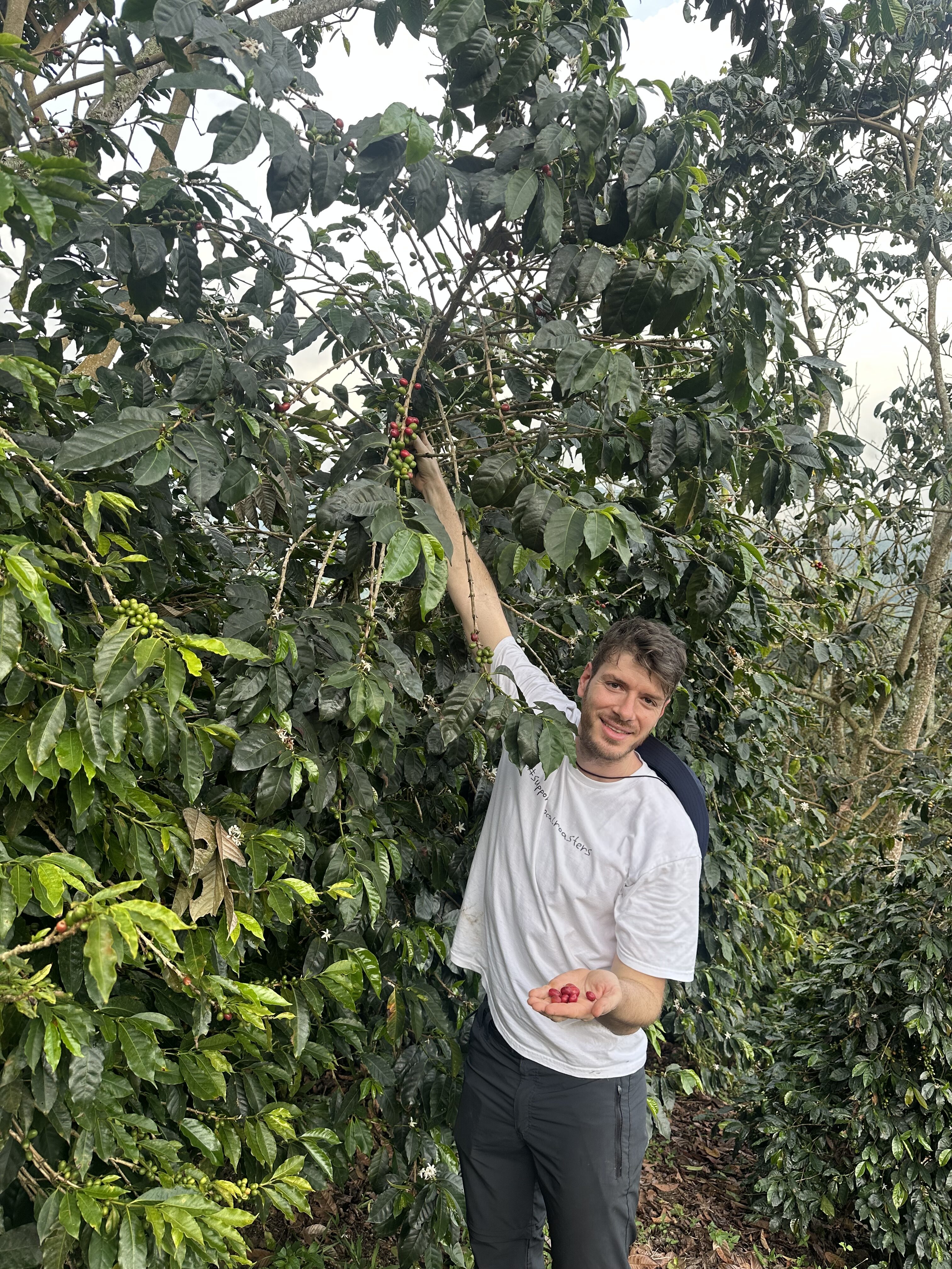 GUAVA BANANA